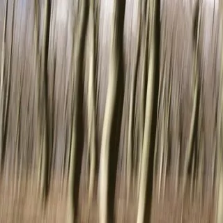 Fototapeta 400 × 309 +LEPIdlo, Abstraktný les, Kmene