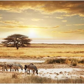 FOTOTAPETA 400 × 309 +LEPIdlo, Afrika, zebry, savana