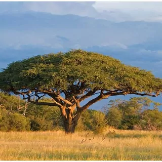FOTOTAPETA 400 × 309 +LEPIdlo, Africká savana