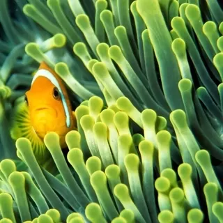 Fototapeta 400 × 309 +Klej, Anemonefish