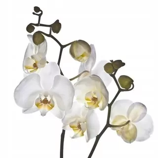 FOTOTAPETA 400 × 309 +LEPIdlo, Biele kvety - Orchidey
