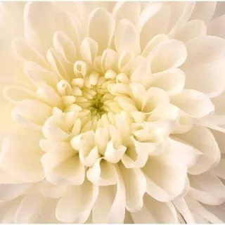 FOTOTAPETA 400 × 309 +LEPIdlo, Biela dahlia, Kvetina