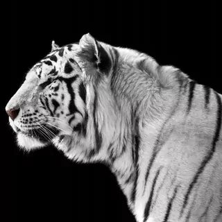 FOTOTAPETA 400 × 309 +LEPIdlo, Biely sibírsky tiger