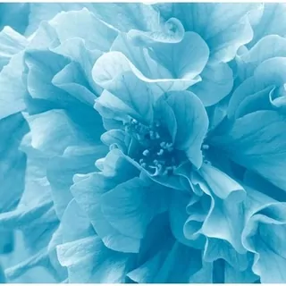 Fototapeta 400 × 309 +LEPIdlo, Blue, Modrá Azalea