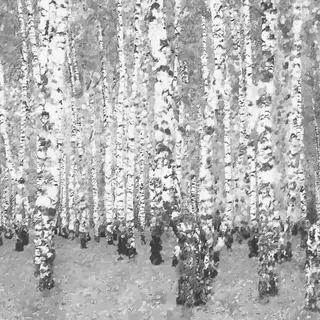 FOTOTAPETA 400 × 309 +LEPIdlo, Čierno-biela breza, les