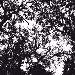 FOTOTAPETA 400 × 309 +LEPIdlo, Čierny a biely les, dekor