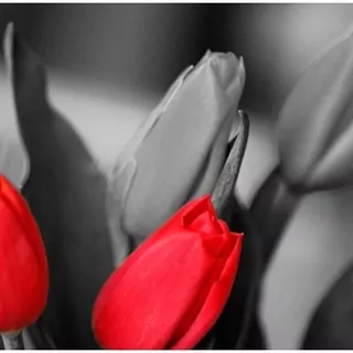 FOTOTAPETA 400 × 309 +LEPIdlo, Červené tulipány