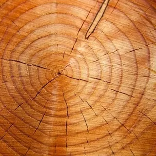FOTOTAPETA 400 × 309 +LEPIdlo, Drevo, kvetináče, kmeň