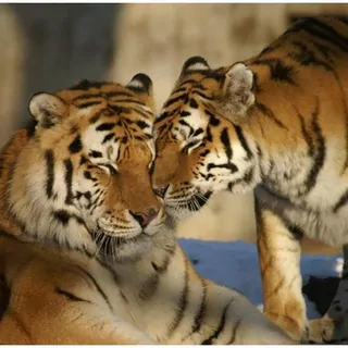 Fototapeta 400 × 309 +LEPIdlo, Dva tigre