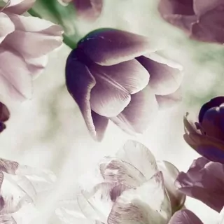 FOTOTAPETA 400 × 309 +LEPIdlo, Fialové kvety Tulipán