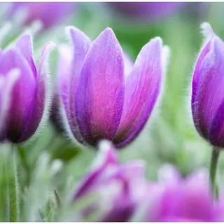 FOTOTAPETA 400 × 309 +LEPIdlo, Fialové tulipány, Jar