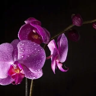 FOTOTAPETA 400 × 309 +LEPIdlo, Fialová orchidea Čierna