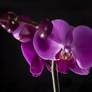 FOTOTAPETA 400 × 309 +LEPIdlo, Fialová orchidea