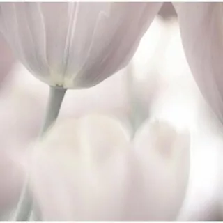 FOTOTAPETA 400 × 309 +LEPIdlo, Jasné Jemné Tulipány