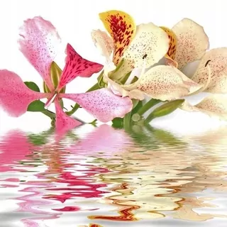 FOTOTAPETA 400 × 309 +LEPIdlo, Kvety orchidey, tropik