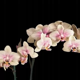 FOTOTAPETA 400 × 309 +LEPIdlo, Kvitnúca orchidea, čierna