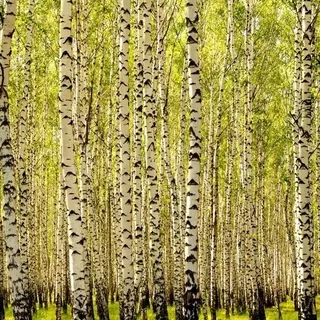 FOTOTAPETA 400 × 309 +LEPIdlo, Brezový les