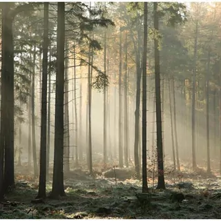 FOTOTAPETA 400 × 309 +LEPIdlo, Ihličnatý les v hmle