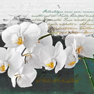 FOTOTAPETA 400 × 309 +LEPIdlo, Orchidea - inšpirácia