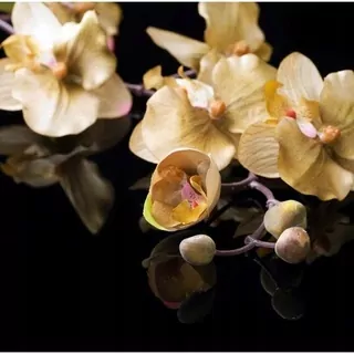 Fototapeta 400 × 309 +LEPIdlo, Orchidee Ecru, čierna