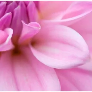 FOTOTAPETA 400 × 309 +LEPIdlo, Ružové okvetné lístky, Dahlia