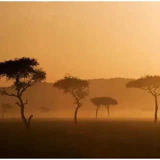 Fototapeta 400 × 309 +LEPIdlo, Savana v hmle, Afrika