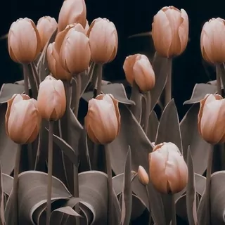 Fototapeta 400 × 309 +LEPIdlo, Tulipány, Sépia, Kvety