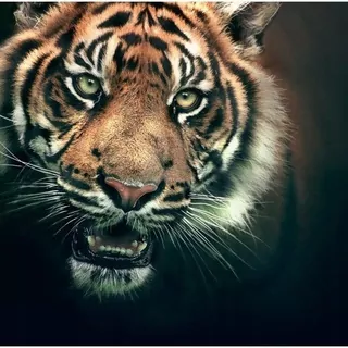 FOTOTAPETA 400 × 309 +LEPIdlo, Bengálsky tiger, čierna