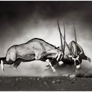 FOTOTAPETA 400 × 309 +LEPIdlo, Bojujúca antilopa