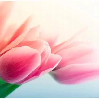 FOTOTAPETA 400 × 309 +LEPIdlo, Jar a tulipány