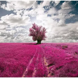 Fototapeta 400 × 309 +LEPIdlo, Vŕbová lúka, Fuchsia
