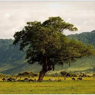 FOTOTAPETA 400 × 309 +LEPIdlo, Zelená savana, Krajina