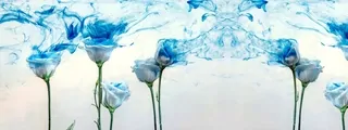 Fototapeta - Nástenný výjav kuchynské umývateľný Sky Roses 260x60