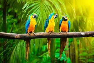 Fototapeta - Nástenná nástenná príroda Jungle Parrot Las 200x130