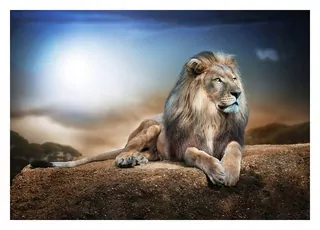 Fototapeta 3D lev kameň safari