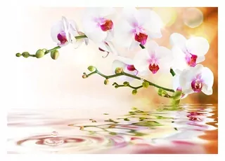 Fototapeta 3D orchidea kvety