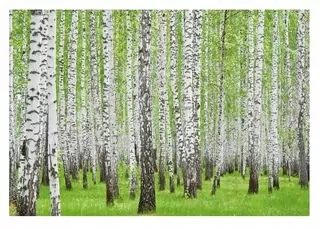 Fototapeta - Nástenná nástenná Maľba Birch Forest Tree Príroda 3D 368 × 254