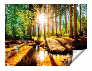 Fototapeta - Nástenný výjav Las 350 × 245 FLizelina, Optical, 3D