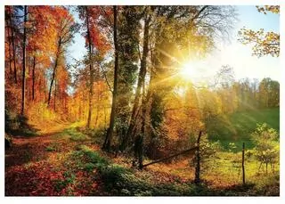 Fototapeta - Nástenný výjav Las terén Meadow XXL 254x184