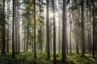 Fototapeta Las Natura