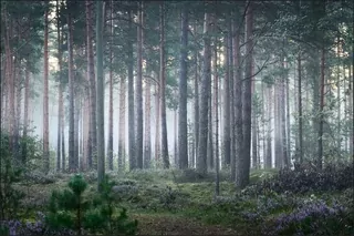 Fototapeta - Nástenný výjav Las v hmle 35 208x146