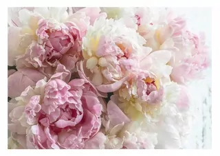 Fototapeta - Nástenné nástenné maľby PEONIE FLIZELINA KVENTY WALLOPER 254X184
