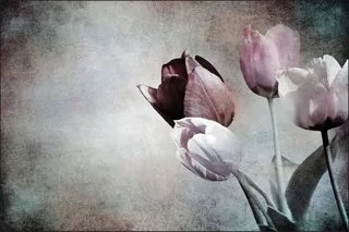 Fototapeta - Nástenná nástenná izba TULIPY 3D VINTAGE 270X405