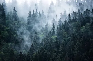 Fototapety majú živé farby, atramenty, ktoré používam spĺňajú normy pre hračky, ako aj pre tapety