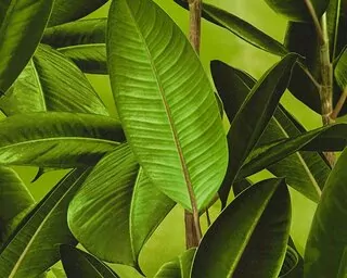 Tapeta 36201-1 Ficus