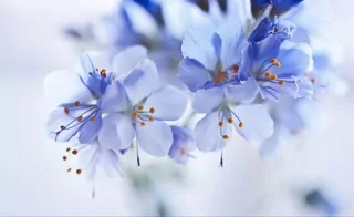 Tapeta z flizelinu Modré kvety - 416 × 254
