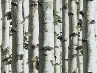 Fototapeta - Tapety flase tapety Birch 3D efekt Ugepa