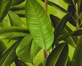 Vinylová tapeta na flizeline od nemeckej spoločnosti As Creation